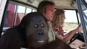 C.J. the Orangutan